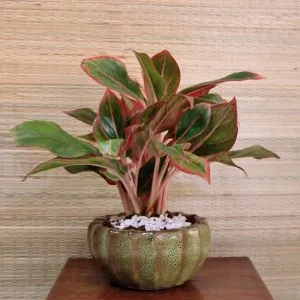 Sản phẩm 2 37 300x300 — Công Ty Cổ Phần Vườn Hoàn Thiện — MST 0103585304