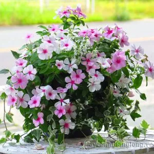 Sản phẩm 2 38 300x300 — Công Ty Cổ Phần Vườn Hoàn Thiện — MST 0103585304
