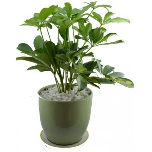 Sản phẩm 3 29 300x300 — Công Ty Cổ Phần Vườn Hoàn Thiện — MST 0103585304
