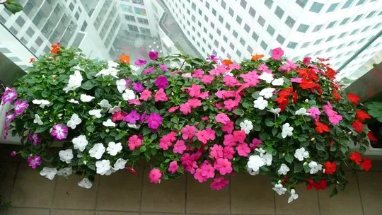 Sản phẩm 4 11 — Công Ty Cổ Phần Vườn Hoàn Thiện — MST 0103585304
