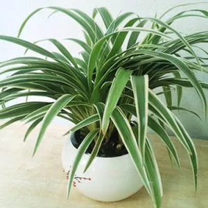 Sản phẩm 4 23 300x300 — Công Ty Cổ Phần Vườn Hoàn Thiện — MST 0103585304