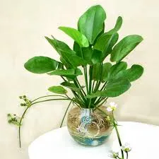 Sản phẩm 5 13 — Công Ty Cổ Phần Vườn Hoàn Thiện — MST 0103585304
