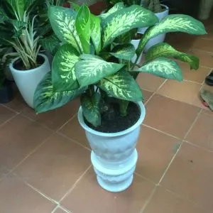Sản phẩm cay van nien thanh 300x300 — Công Ty Cổ Phần Vườn Hoàn Thiện — MST 0103585304