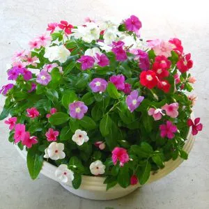 Sản phẩm dua can de ban 300x300 — Công Ty Cổ Phần Vườn Hoàn Thiện — MST 0103585304