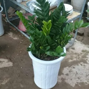 Sản phẩm kim tien 1 300x300 — Công Ty Cổ Phần Vườn Hoàn Thiện — MST 0103585304