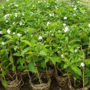 Sản phẩm 1 11 300x300 — Công Ty Cổ Phần Vườn Hoàn Thiện — MST 0103585304