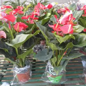 Sản phẩm 1 22 300x300 — Công Ty Cổ Phần Vườn Hoàn Thiện — MST 0103585304