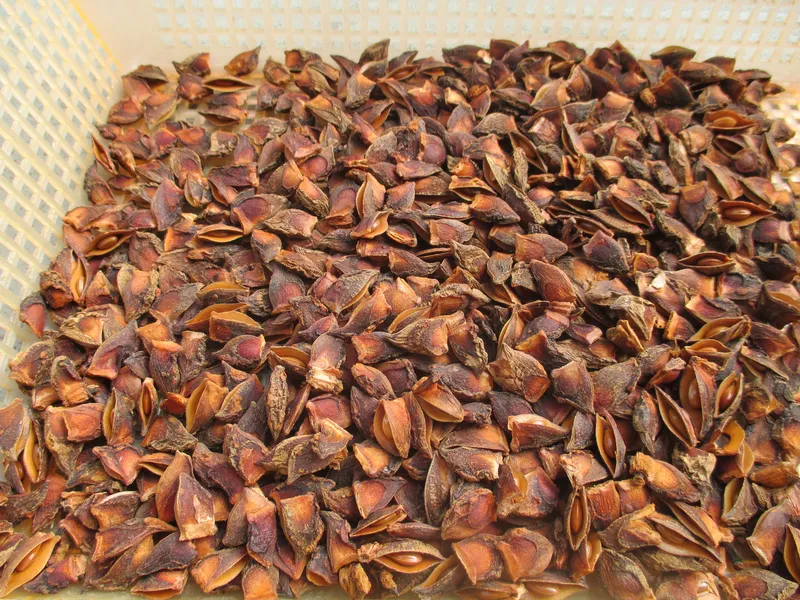 Sản phẩm Broken autumn crop 1 — Công Ty Cổ Phần XNK Nông Sản Hồng Sơn Việt Nam — MST 0103842544
