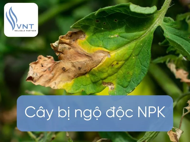 Sản phẩm cay bi ngo doc npk 68381ac8d5c5d — Công Ty Cổ Phần Thương Mại Xuất Nhập Khẩu VNT — MST 0104188003