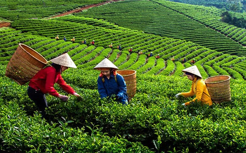 Sản phẩm xuat khau tra xanh thiet bi minh viet — Băng Tải Và Đai Truyền Minh Việt - Công Ty TNHH TM Kỹ Thuật Minh Việt — MST 0104645450