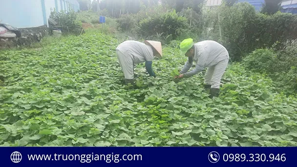Sản phẩm cong_ty_truong_giang_tu_trong_rau_cung_cap_rau_sach_cho_bep_an_cong_ty large — Bao Bì Nhựa Trường Giang - Công Ty CP Đầu Tư Sản Xuất Xuất Nhập Khẩu Trường
Giang — MST 0104945447