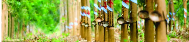 Sản phẩm feature bg — Cao Su 68 - Công Ty CP Sản Xuất Và Thương Mại 68 — MST 0105118111