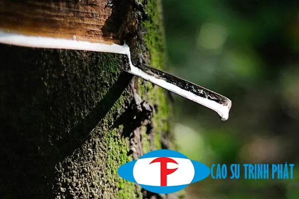 Sản phẩm cao su 0811 — Cao Su Kỹ Thuật Trịnh Phát - Công Ty TNHH Kỹ Thuật Cao Su Trịnh Phát — MST 0105184851