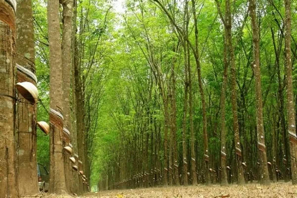 Sản phẩm gia cao su 15 05 2020 — Cao Su Kỹ Thuật Trịnh Phát - Công Ty TNHH Kỹ Thuật Cao Su Trịnh Phát — MST 0105184851