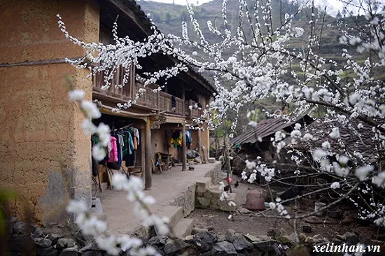 Sản phẩm Canh dep binh di Ha Giang — Công Ty TNHH TM Và Du Lịch Linh An — MST 0105451465