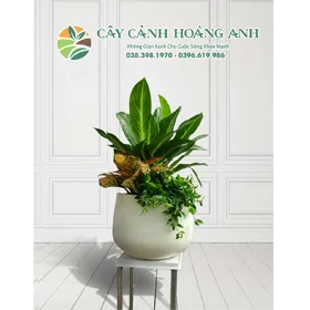 Sản phẩm 1 MIX 280X2801 — Công Ty Cổ Phần Dịch Vụ Kỹ Thuật Hoa Cây Cảnh Hoàng Anh — MST 0105762012