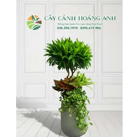 Sản phẩm 280X280 — Công Ty Cổ Phần Dịch Vụ Kỹ Thuật Hoa Cây Cảnh Hoàng Anh — MST 0105762012