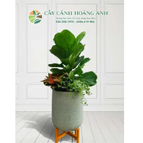 Sản phẩm BANG SINGAPO MIX 280X280 — Công Ty Cổ Phần Dịch Vụ Kỹ Thuật Hoa Cây Cảnh Hoàng Anh — MST 0105762012