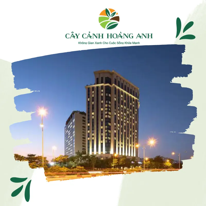 Sản phẩm khach san hyatt — Công Ty Cổ Phần Dịch Vụ Kỹ Thuật Hoa Cây Cảnh Hoàng Anh — MST 0105762012