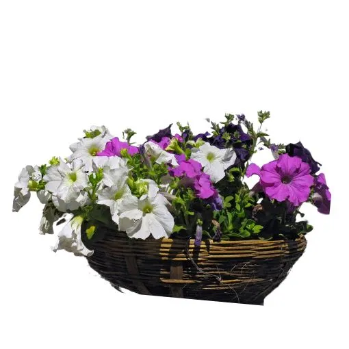 Sản phẩm Cay da yen thao — Công Ty Cổ Phần Dịch Vụ Kỹ Thuật Hoa Cây Cảnh Hoàng Anh — MST 0105762012