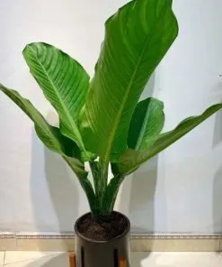 Sản phẩm Cay dai phu gia 2 247x296 — Công Ty Cổ Phần Dịch Vụ Kỹ Thuật Hoa Cây Cảnh Hoàng Anh — MST 0105762012