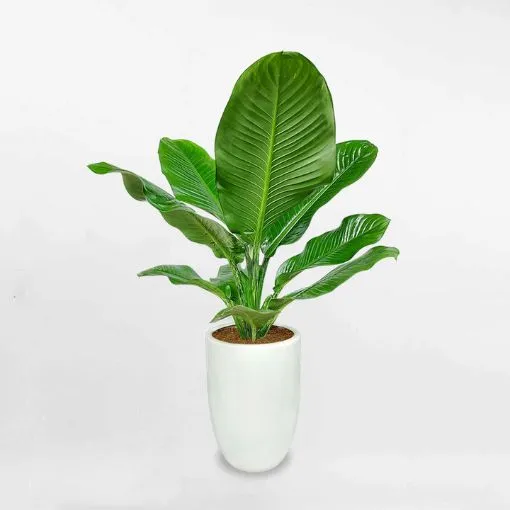 Sản phẩm Cay dai phu gia — Công Ty Cổ Phần Dịch Vụ Kỹ Thuật Hoa Cây Cảnh Hoàng Anh — MST 0105762012