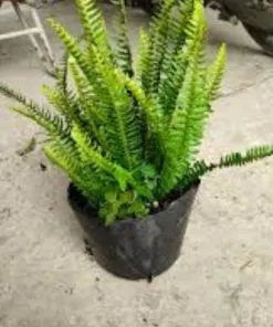 Sản phẩm Cay duong xi 2 247x296 — Công Ty Cổ Phần Dịch Vụ Kỹ Thuật Hoa Cây Cảnh Hoàng Anh — MST 0105762012