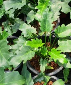 Sản phẩm Cay trau ba thanh xuan 2 247x296 — Công Ty Cổ Phần Dịch Vụ Kỹ Thuật Hoa Cây Cảnh Hoàng Anh — MST 0105762012