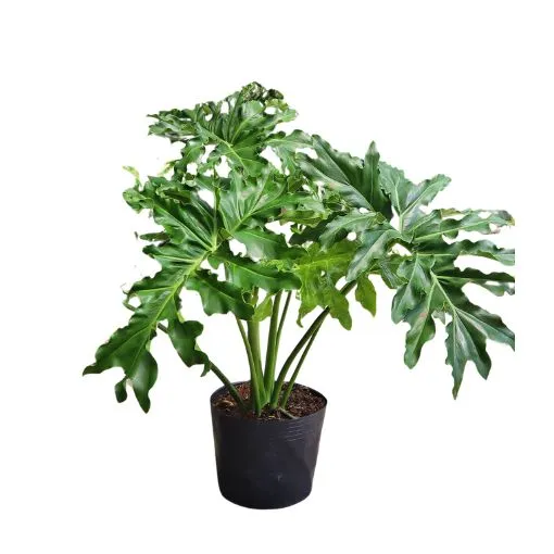 Sản phẩm Cay trau ba thanh xuan — Công Ty Cổ Phần Dịch Vụ Kỹ Thuật Hoa Cây Cảnh Hoàng Anh — MST 0105762012
