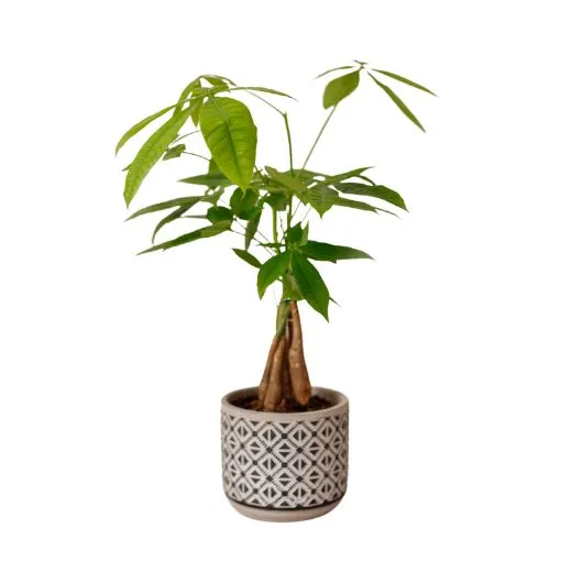 Sản phẩm Cay trau ba ty phu 1 — Công Ty Cổ Phần Dịch Vụ Kỹ Thuật Hoa Cây Cảnh Hoàng Anh — MST 0105762012