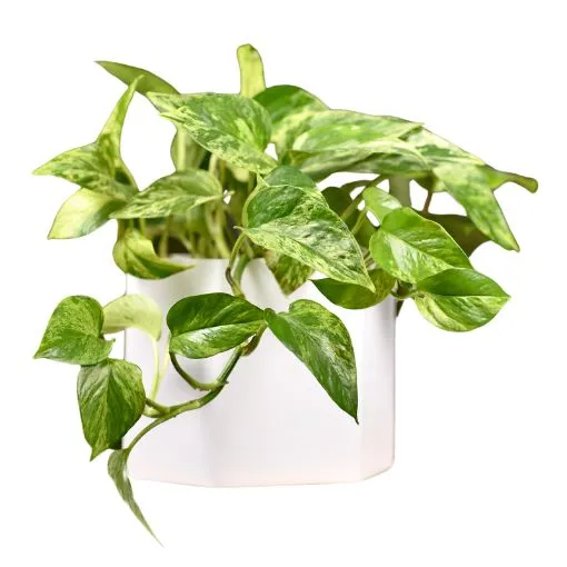 Sản phẩm Trau ba cam thach — Công Ty Cổ Phần Dịch Vụ Kỹ Thuật Hoa Cây Cảnh Hoàng Anh — MST 0105762012