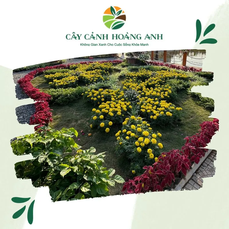 Sản phẩm mau hoa tham trang tri canh quan ngoai troi — Công Ty Cổ Phần Dịch Vụ Kỹ Thuật Hoa Cây Cảnh Hoàng Anh — MST 0105762012