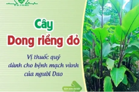 Sản phẩm nghien cuu dich chiet cay dong rieng do 3 460x306 — Bác Sĩ Tim Mạch — MST 0105840045