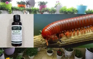 Sản phẩm thuoc diet cuon chieu 360x230 — Diệt Mối An Nam - Công Ty TNHH Dịch Vụ Và Phát Triển An Nam — MST 0105857955