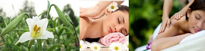 Sản phẩm spa3 — Công Ty Cổ Phần Thẩm Mỹ Đồng Cỏ Thiên Y — MST 0105870667
