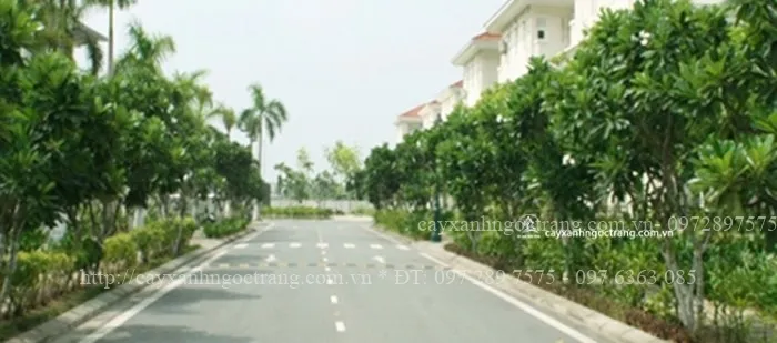 Sản phẩm SPLENDORA — Công Ty Cổ Phần Ngọc Trang Xanh — MST 0105899715