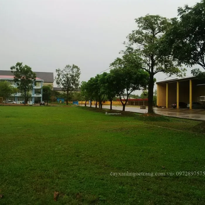 Sản phẩm IMG_20161025_155708 — Công Ty Cổ Phần Ngọc Trang Xanh — MST 0105899715