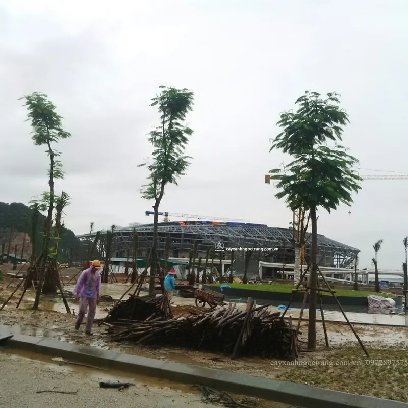 Sản phẩm z712487903836_5a0c13ad2dc3745c6457dba13ed11e76 — Công Ty Cổ Phần Ngọc Trang Xanh — MST 0105899715