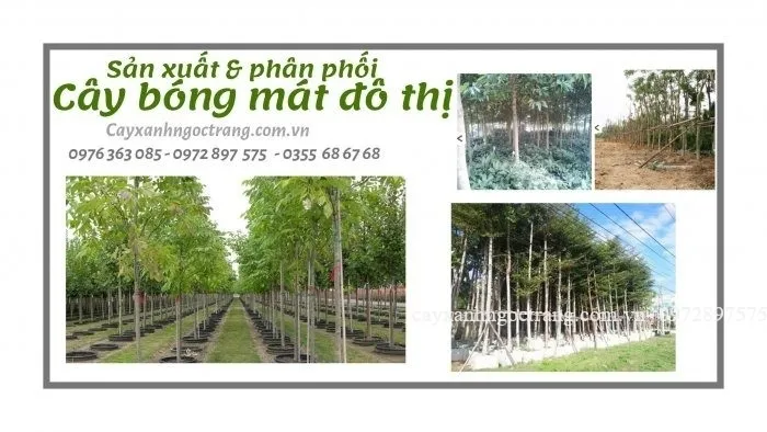 Sản phẩm bfb4df3ae18606d85f97 700x394 — Công Ty Cổ Phần Ngọc Trang Xanh — MST 0105899715