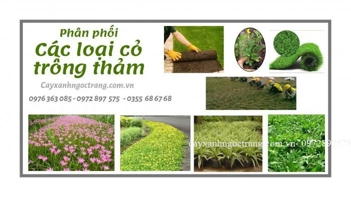 Sản phẩm bf52a68c553db263eb2c 700x394 — Công Ty Cổ Phần Ngọc Trang Xanh — MST 0105899715