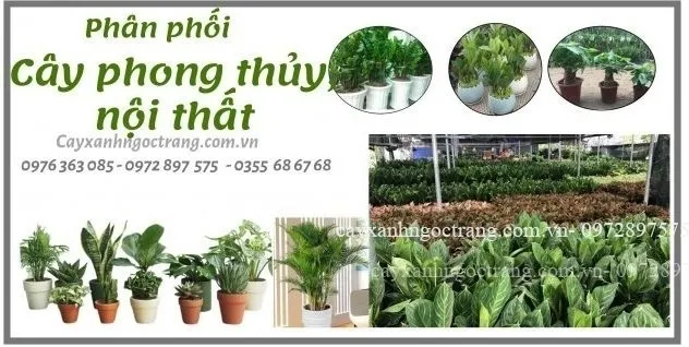 Sản phẩm cropped 2e395cf5af44481a1155 632x318 — Công Ty Cổ Phần Ngọc Trang Xanh — MST 0105899715