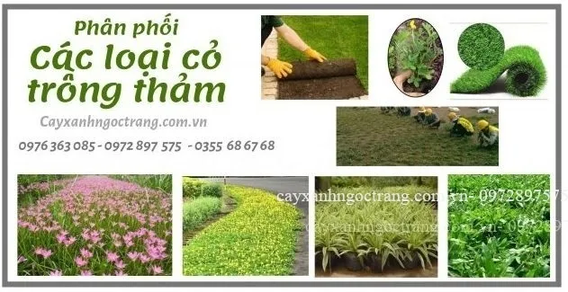 Sản phẩm cropped bf52a68c553db263eb2c 631x325 — Công Ty Cổ Phần Ngọc Trang Xanh — MST 0105899715