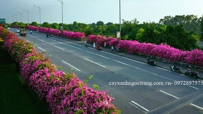 Sản phẩm duong hoa nong thon moi 700x394 — Công Ty Cổ Phần Ngọc Trang Xanh — MST 0105899715