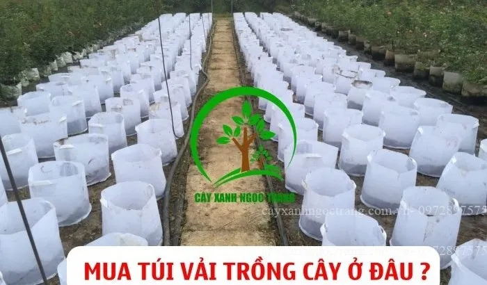 Sản phẩm mua tui vai trong cay o dau 700x410 — Công Ty Cổ Phần Ngọc Trang Xanh — MST 0105899715