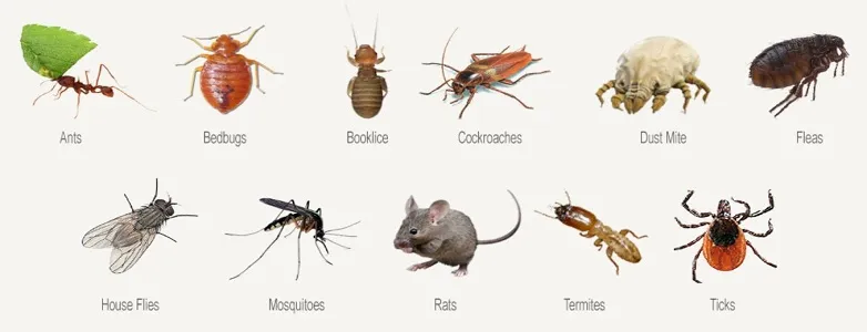 Sản phẩm pest management dubai 1 — Công Ty Cổ Phần Công Nghệ Minh Tuấn — MST 0105955656