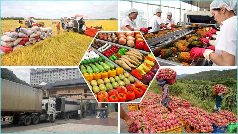 Sản phẩm kim ngach xuat khau hang nong san sang trung quoc tang manh trong thoi gian qua anh thuong le — Công Ty TNHH Thương Mại Và Xuất Nhập Khẩu JiuYi Việt Nam — MST 0105964788