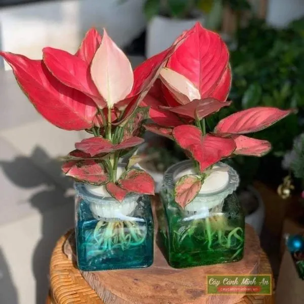 Sản phẩm cay hong phat loc thuy sinh 1 — Công Ty TNHH Đầu Tư Phát Triển Dịch Vụ Và Thương Mại Minh An — MST 0106006259