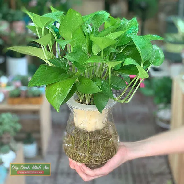 Sản phẩm cay trau ba thuy sinh 1 1 — Công Ty TNHH Đầu Tư Phát Triển Dịch Vụ Và Thương Mại Minh An — MST 0106006259