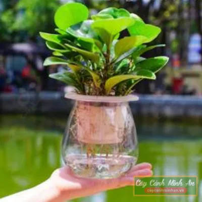 Sản phẩm cay truong sinh thuy sinh 1 — Công Ty TNHH Đầu Tư Phát Triển Dịch Vụ Và Thương Mại Minh An — MST 0106006259
