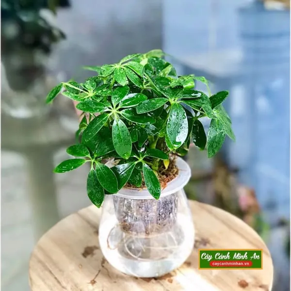 Sản phẩm ngu gia bi thuy sinh — Công Ty TNHH Đầu Tư Phát Triển Dịch Vụ Và Thương Mại Minh An — MST 0106006259